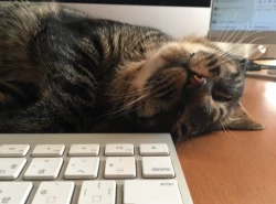 ペットと暮らす主婦必見！在宅ワークで高時給テレアポ｜コールシェア